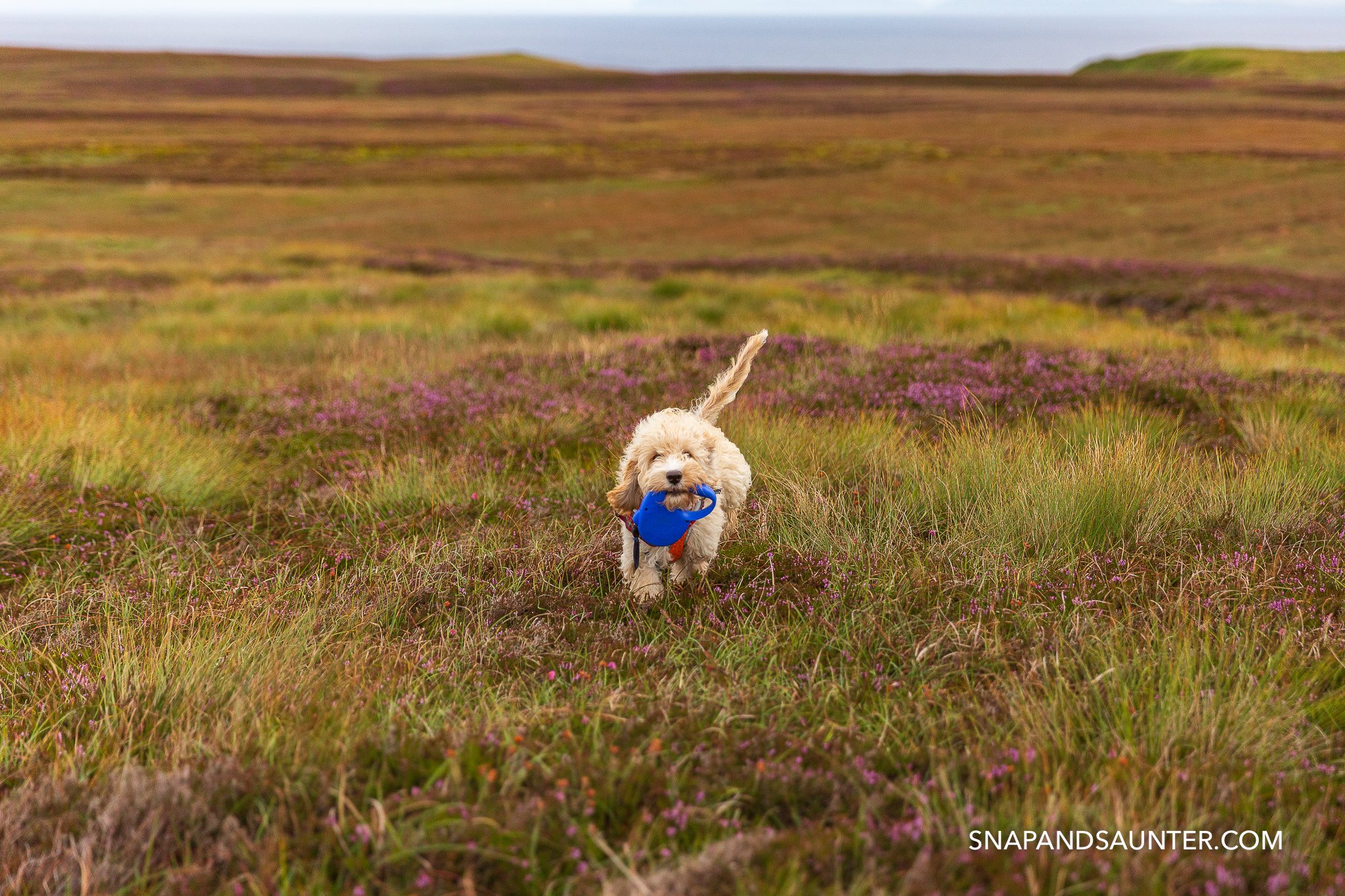A cockapoo puppy carrying his lead in moorland